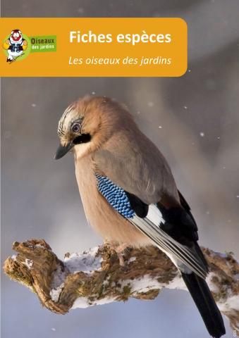 Fiches-especes-oiseaux