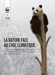 image de couverture / panda dans un arbre